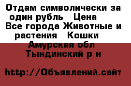 Отдам символически за один рубль › Цена ­ 1 - Все города Животные и растения » Кошки   . Амурская обл.,Тындинский р-н